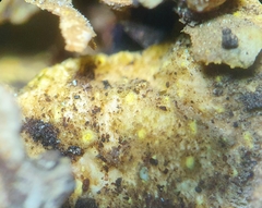 Pseudocyphellaria carpoloma