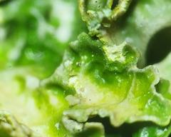 Pseudocyphellaria carpoloma
