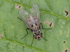 Limnophora maculosa