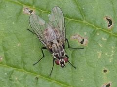 Limnophora maculosa