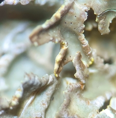Pseudocyphellaria carpoloma