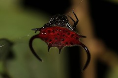 Gasteracantha falcicornis