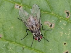 Limnophora maculosa