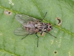 Limnophora maculosa