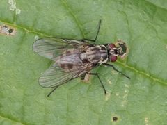 Limnophora maculosa