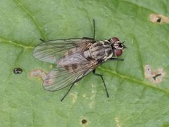 Limnophora maculosa