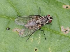 Limnophora maculosa