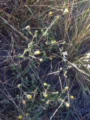 Hemizonia congesta lutescens