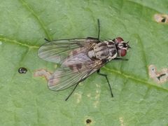 Limnophora maculosa