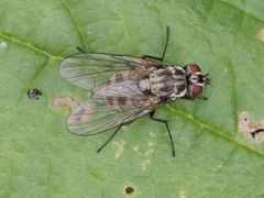 Limnophora maculosa