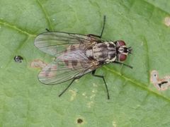 Limnophora maculosa