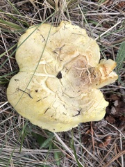 Cantharocybe gruberi