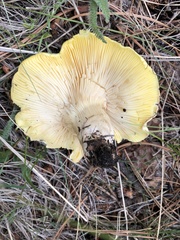 Cantharocybe gruberi