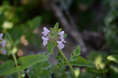 Stachys bolusii
