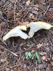 Cantharocybe gruberi