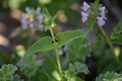 Stachys bolusii