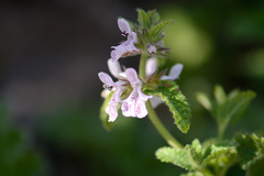 Stachys bolusii