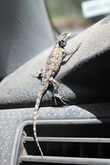 Sceloporus lemosespinali