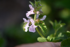 Stachys bolusii
