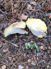 Cantharocybe gruberi