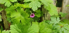 Geranium procurrens