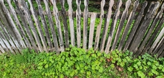 Geranium procurrens