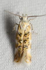 Stagmatophora iridella