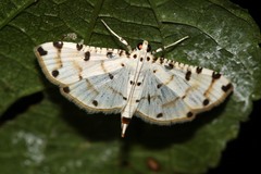 Pycnarmon cribrata