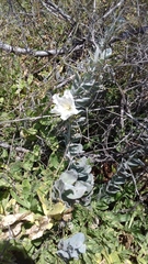 Convolvulus persicus