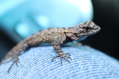 Sceloporus lemosespinali