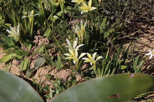Image of Babiana vanzijliae by (c) Tony Rebelo, some rights reserved (CC BY-SA)