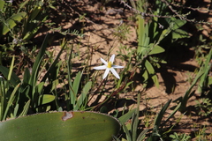 Pauridia serrata albiflora