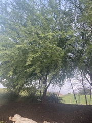 Senegalia berlandieri