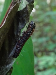 Omphalocera munroei