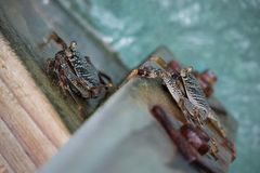 Grapsus albolineatus