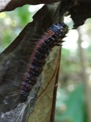Omphalocera munroei