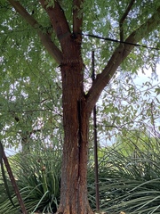 Senegalia berlandieri