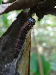 Omphalocera munroei