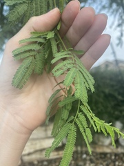 Senegalia berlandieri