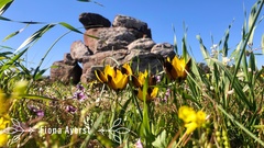 Hesperantha vaginata