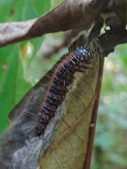 Omphalocera munroei