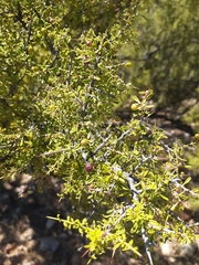 Condalia warnockii