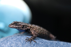 Sceloporus lemosespinali