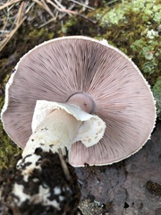 Agaricus didymus