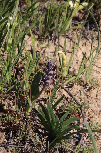 Image of Lachenalia elegans by (c) Tony Rebelo, some rights reserved (CC BY-SA)