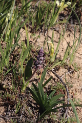 Lachenalia elegans