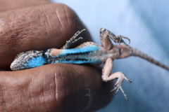 Sceloporus lemosespinali