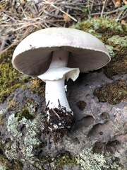 Agaricus didymus