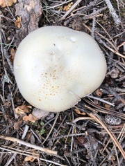 Agaricus didymus