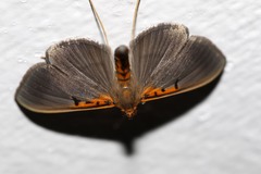 Filodes costivitralis